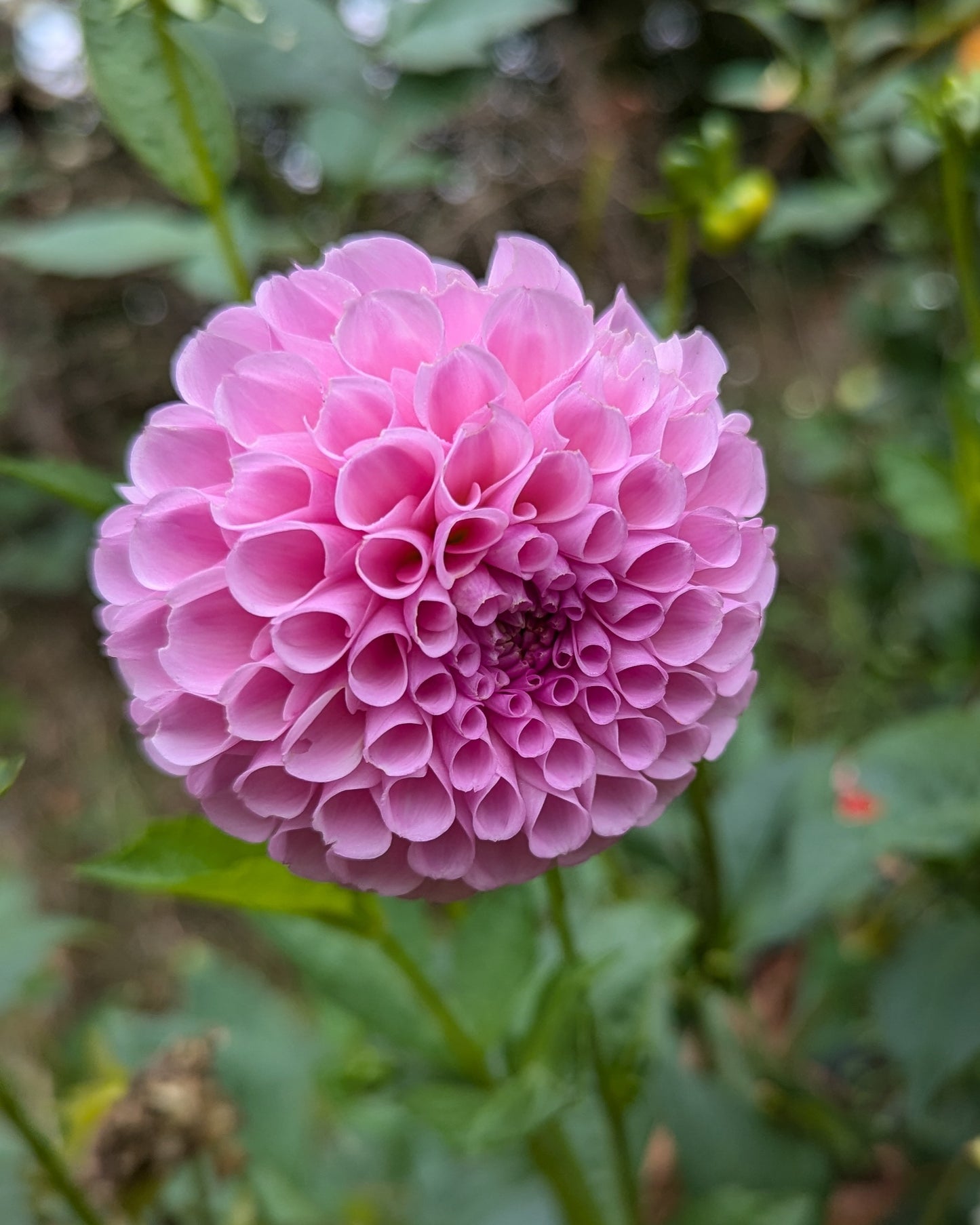 STOLZE VAN BERLIN (1884)