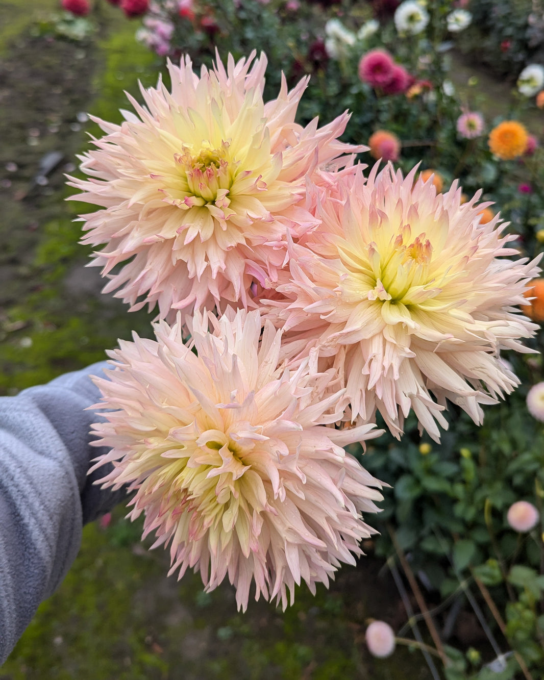 All Dahlias Page 5 Misfit Dahlias