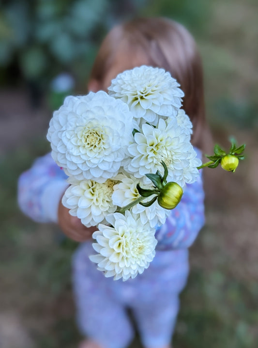 WHITE ASTER (1879)