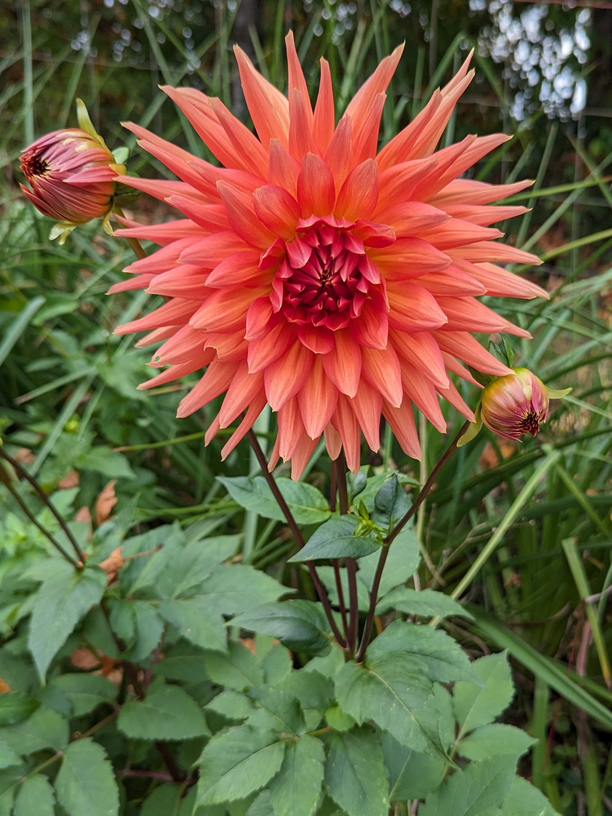 WYN'S KING SALMON Misfit Dahlias