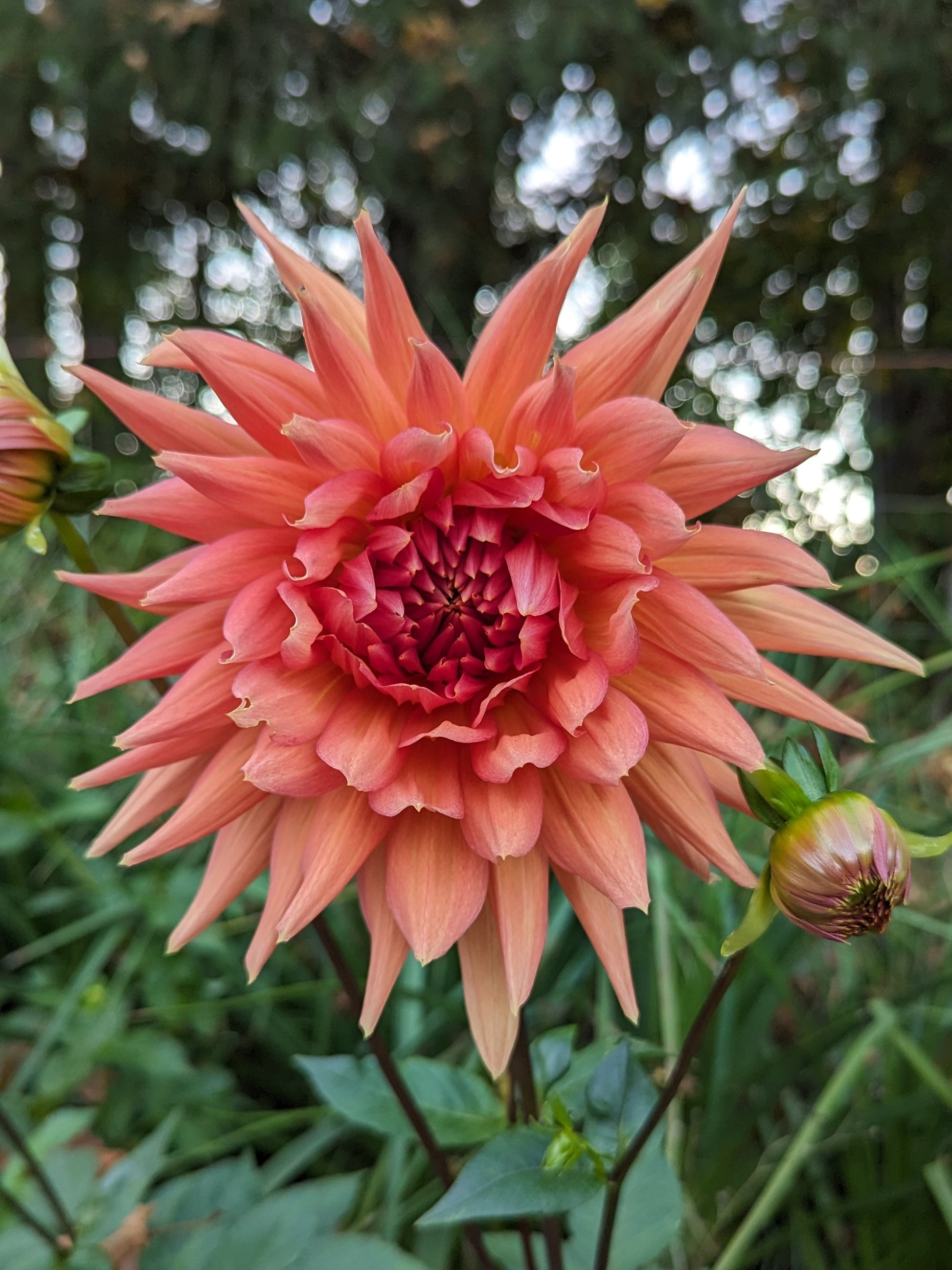 WYN'S KING SALMON Misfit Dahlias